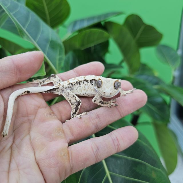 트라이 익스트림할리퀸
