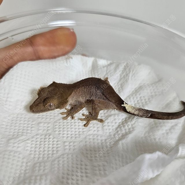 카푸치노 팬텀
