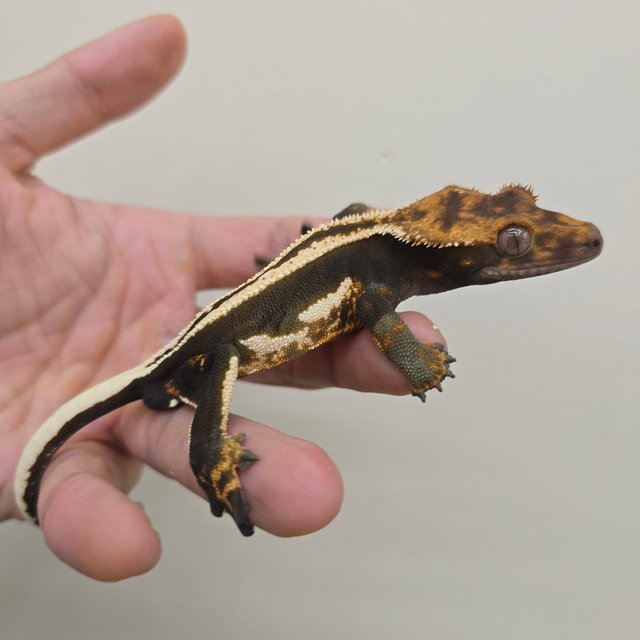 다크 엠티백 슈퍼스트라이프