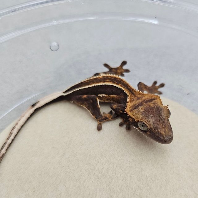 오닉스 알티 엠티백
