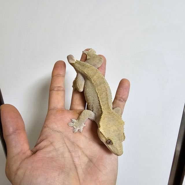 100%헷아잔틱