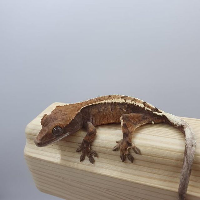 세이블