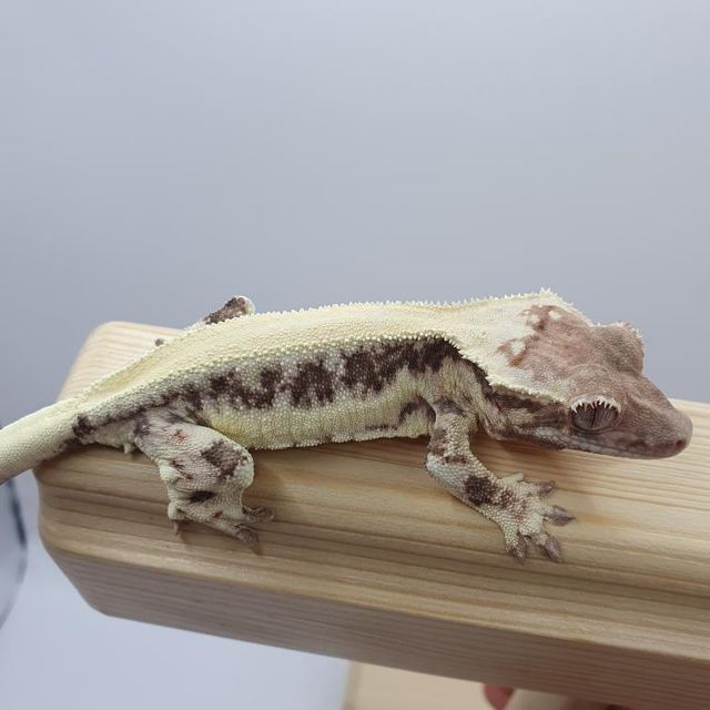 프라푸치노