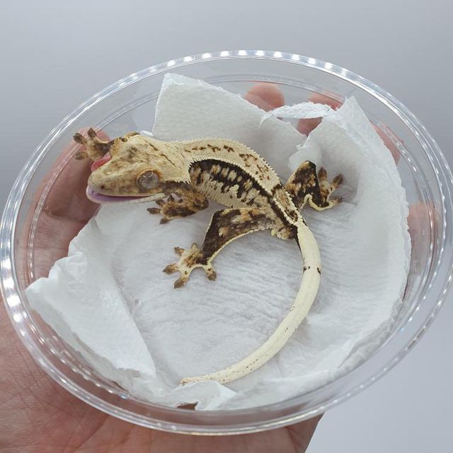 노멀 쿼드 드리피 트라이