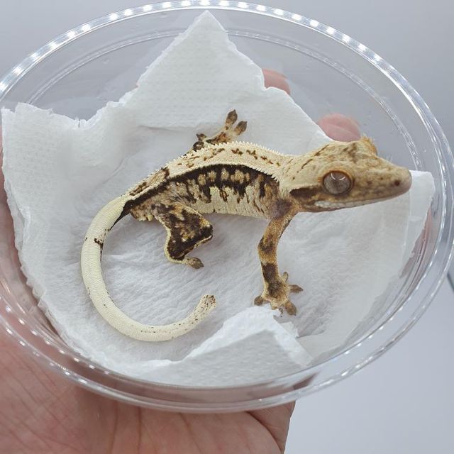 노멀 쿼드 드리피 트라이