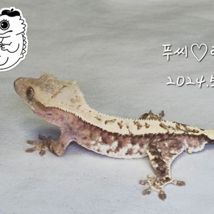 카푸치노