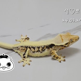 릴리화이트 트라이 풀핀