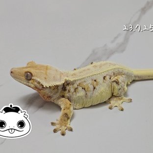 릴리화이트 트라이 풀핀