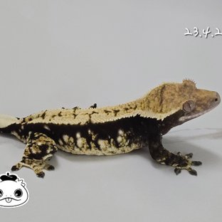 노멀