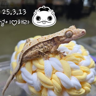 노멀 트라이 쿼드