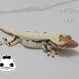 프라푸치노