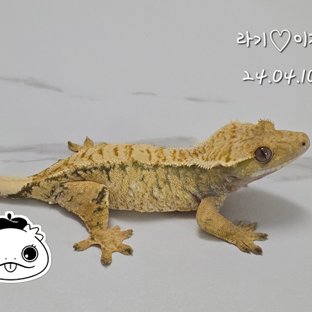 노멀 트라이 드리피 화이트스팟