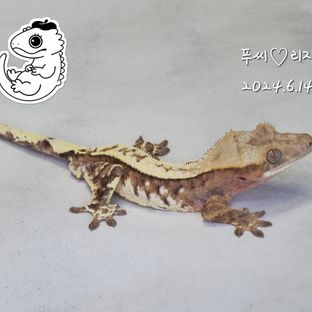 카푸치노