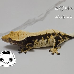 쿼드 드리피