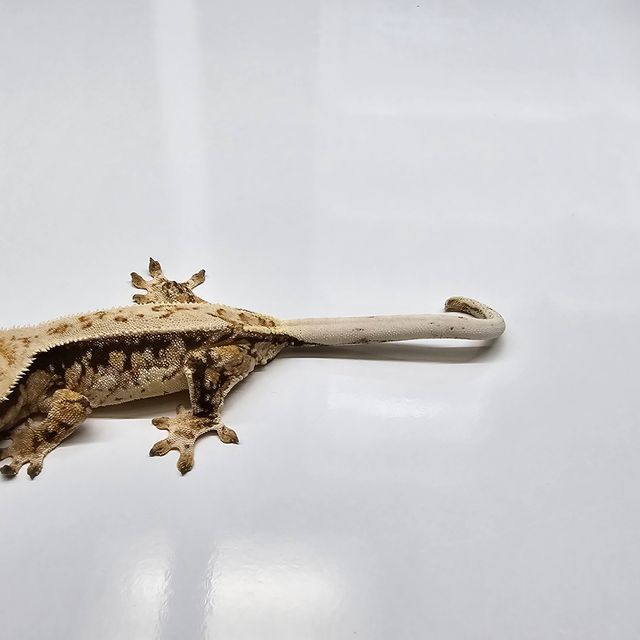 트라이