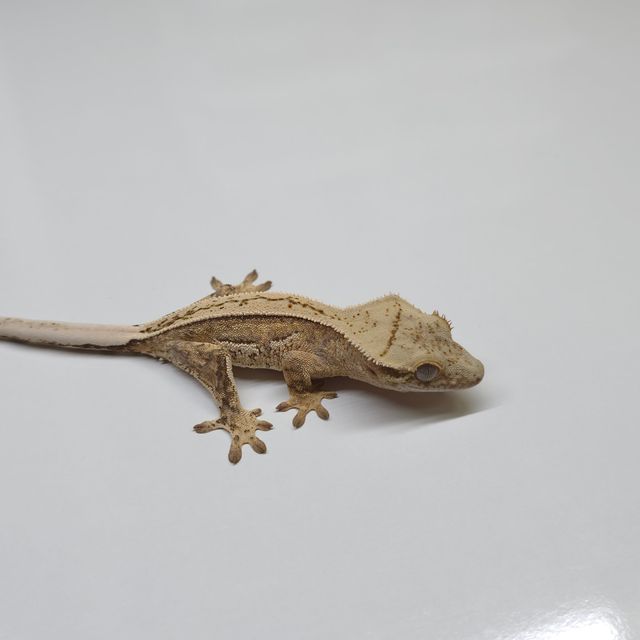 노멀