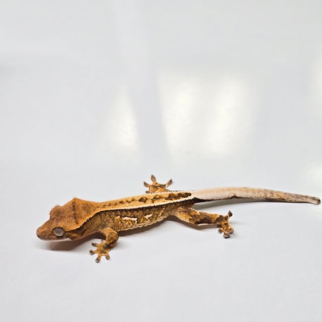 트라이