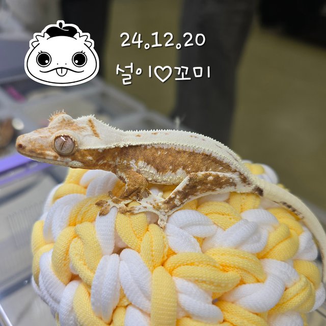 릴리화이트 크림 크림시클