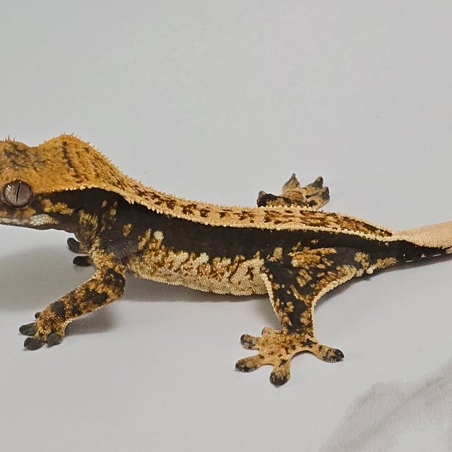 노멀 쿼드 풀핀