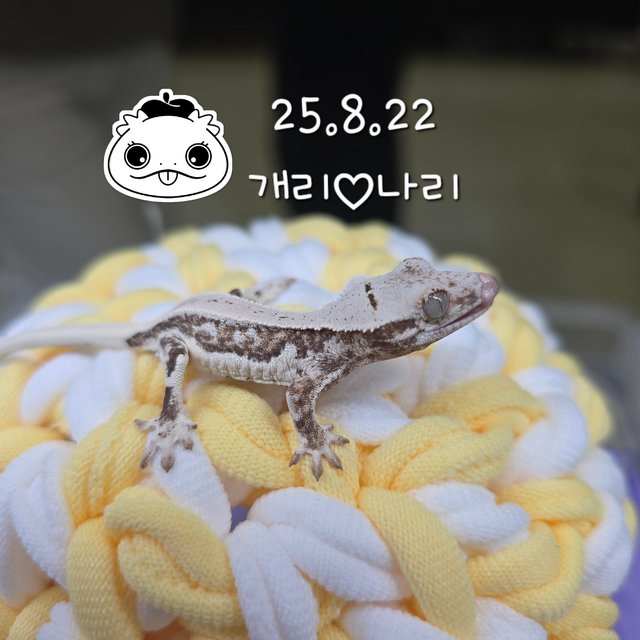 릴리화이트 크림시클 크림