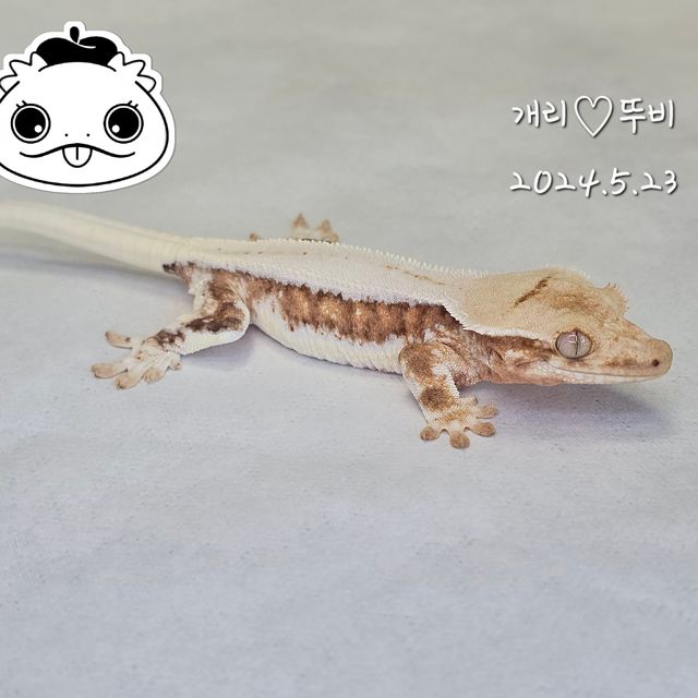 릴리화이트 크림