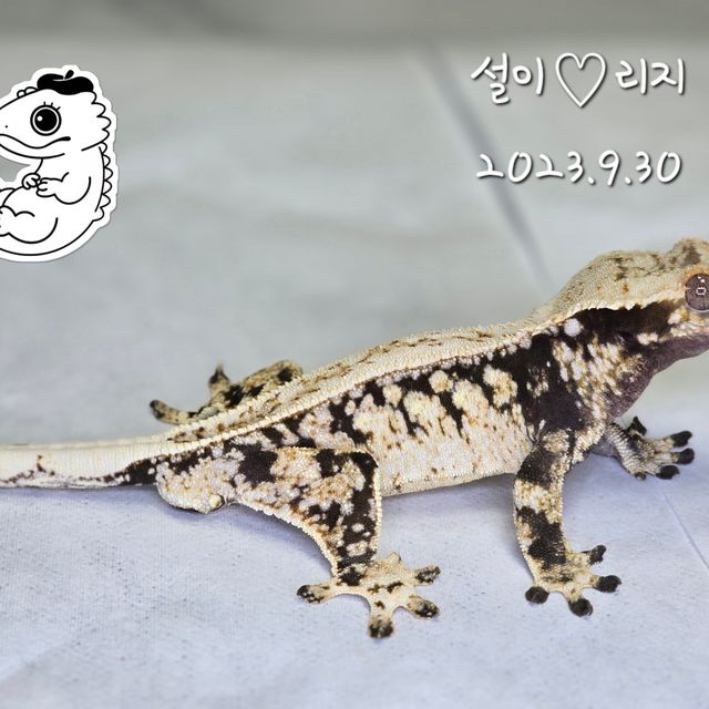 노멀 드리피 트라이