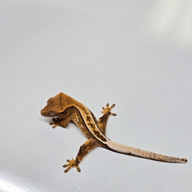 트라이
