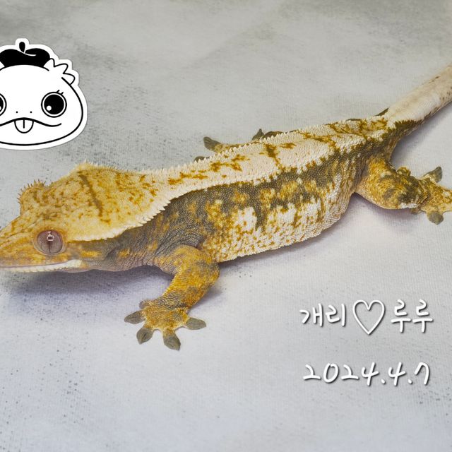 노멀 트라이 드리피