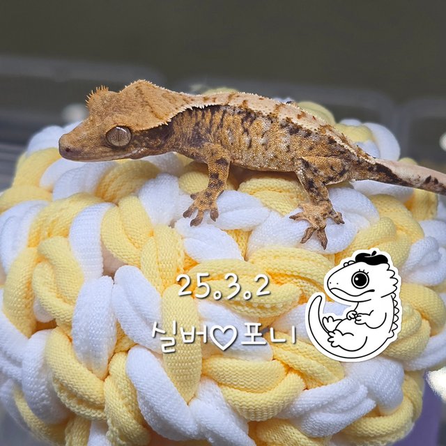 노멀 텐저린 화이트포트홀 드리피