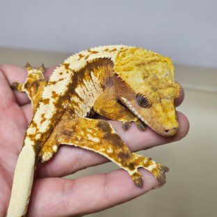 노멀 트라이 익스트림할리퀸 텐저린