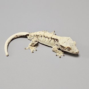 노멀 화이트스팟 드리피