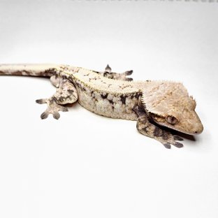 세이블 화이트스팟 풀핀 드리피