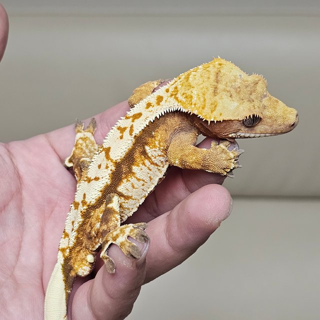 노멀 트라이 익스트림할리퀸 텐저린