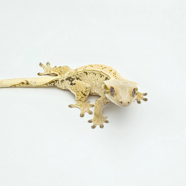 노멀 화이트스팟 드리피