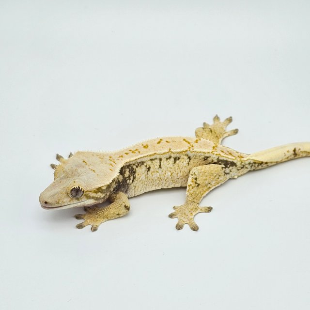 노멀 화이트스팟 드리피