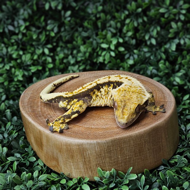 노멀 트라이 익스트림할리퀸