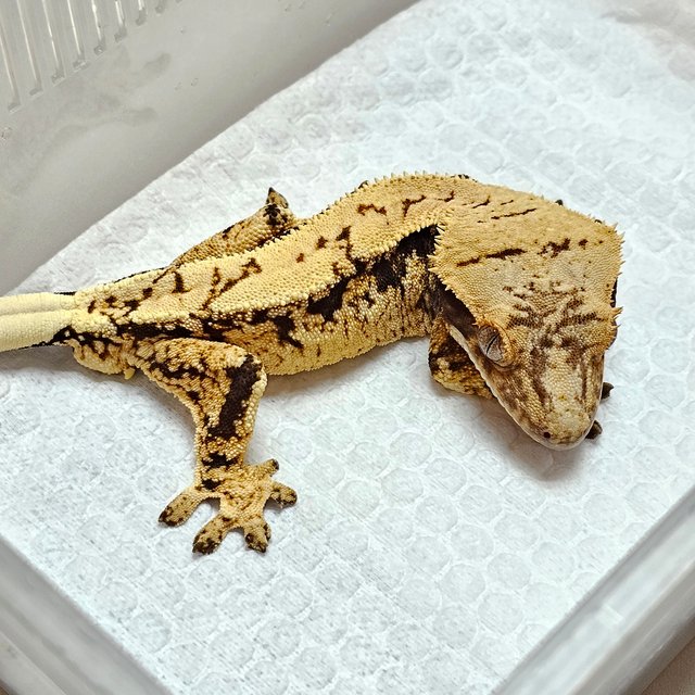 노멀 트라이 화이트스팟