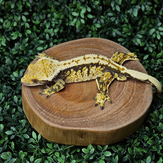 노멀 트라이 익스트림할리퀸