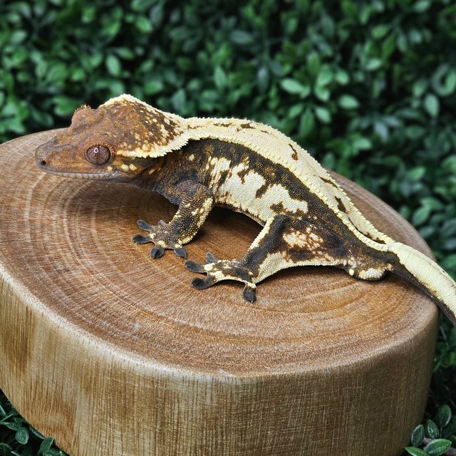 세이블 풀핀 쿼드