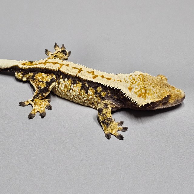 노멀 익스트림할리퀸 트라이