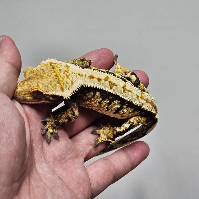 노멀 익스트림할리퀸 트라이