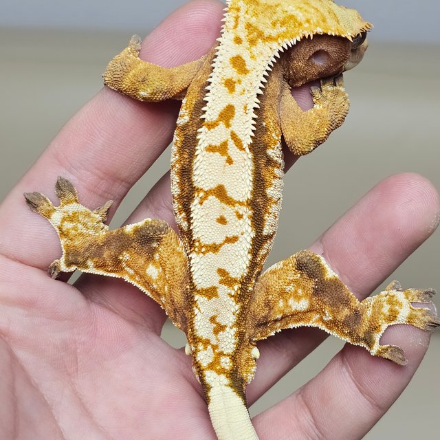 노멀 트라이 익스트림할리퀸 텐저린