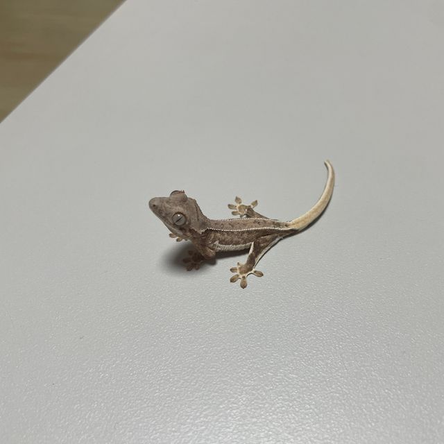 릴리화이트 팬텀 옐로우 크림