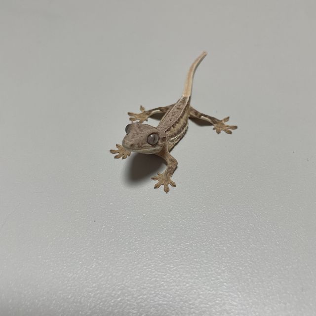 릴리화이트 팬텀 크림 옐로우