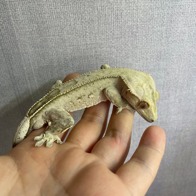 노멀 팬텀 크림