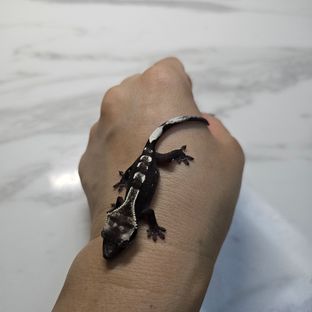 아잔틱