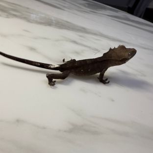 아잔틱