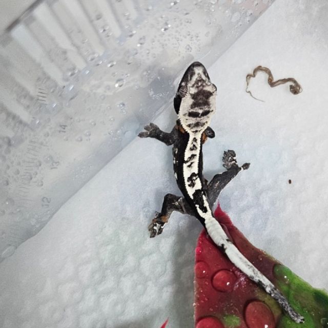 아잔틱