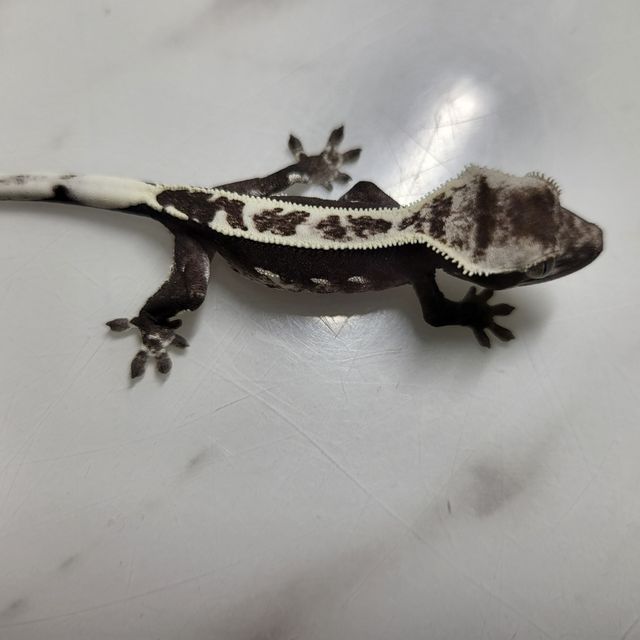 아잔틱