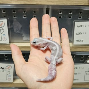 고스트 오레오 제로